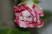 Лот: 3175664. Фото: 5. Глоксиния 26