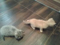 Лот: 6039776. Фото: 3. Котеночек девочка,мама-перс экзотик... Растения и животные