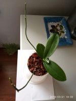 Лот: 13436358. Фото: 2. Орхидея фаленопсис с 2 цветоносами... Комнатные растения и уход