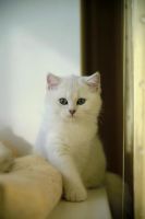 Лот: 4666813. Фото: 3. Экслюзив :) котенок 4 мес Британец... Растения и животные