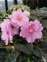 Лот: 13821465. Фото: 4. фиалка Розовая ( детка). Красноярск