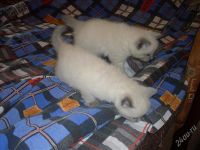Лот: 995697. Фото: 3. Котята: мама-тайская, папа-курильский... Растения и животные