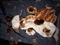Лот: 24838785. Фото: 3. Новогодний костюм. Собачка(2). Новый год!