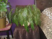 Лот: 4360388. Фото: 2. спатифиллум мелкий. Комнатные растения и уход