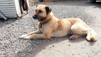 Лот: 3854241. Фото: 5. отдам крупных щенков для охраны