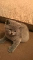 Лот: 4277236. Фото: 5. Британский котёнок 1 месяц девочка...