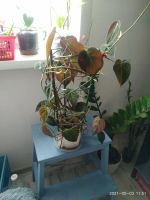 Лот: 17558970. Фото: 4. Филодендрон сканденс. Красноярск