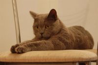 Лот: 3860472. Фото: 3. Британец. Растения и животные