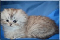 Лот: 5693785. Фото: 3. Клубный хайленд фолд, страйт. Растения и животные