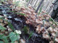 Лот: 2082087. Фото: 2. Опята деревенские (грибы маринованные... Продукты