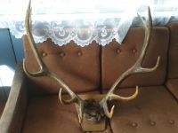 Лот: 5525900. Фото: 2. рога марала. Ручная работа