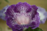 Лот: 4250305. Фото: 4. Глоксиния тигрина блу (с горшком... Красноярск