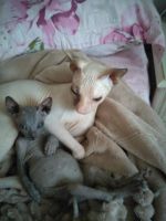 Лот: 19073437. Фото: 3. Котенок Сфинкс. Растения и животные