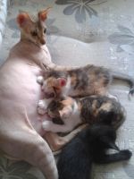 Лот: 4395033. Фото: 5. Срочно отдам котёнка в хорошие...