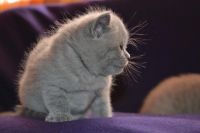 Лот: 4129741. Фото: 2. Продам шотландских котят. Животные и уход