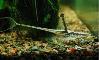 Лот: 16205344. Фото: 2. Стуриосома панамская (Sturiosoma... Аквариумистика
