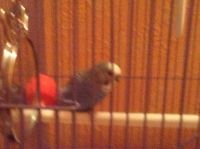 Лот: 5053465. Фото: 3. Волнистый попугай + клетка (корм... Растения и животные