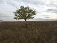 Лот: 12331478. Фото: 6. Участок под ИЖС поселок Берёзовка...