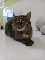 Лот: 22159637. Фото: 2. котофей Космос в добрые руки. Животные и уход