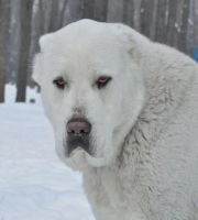 Лот: 7396621. Фото: 6. Перспективные Щенки САО