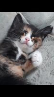 Лот: 13987650. Фото: 2. Котенок. Животные и уход