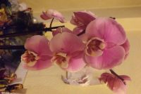 Лот: 5196547. Фото: 2. орхидея. Комнатные растения и уход