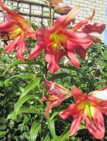 Лот: 11410195. Фото: 2. лилия ОТ огромная и красивая. Семена, рассада, садовые растения