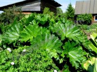 Лот: 11484537. Фото: 3. Пельтифиллум щитовидный Peltiphyllum... Для дачи, дома, огорода, бани, парка