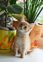 Лот: 7692372. Фото: 3. Солнечные рыжики. Растения и животные