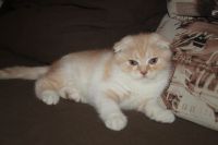 Лот: 12263078. Фото: 4. Шотландский вислоухий котик. Красноярск