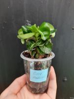 Лот: 7696665. Фото: 2. Адениум Dorset Horn суккулент. Комнатные растения и уход