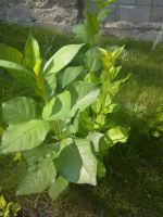 Лот: 10063108. Фото: 5. Саженцы сортовой вишни,темно бордовая...