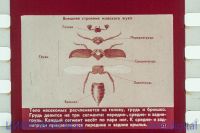 Лот: 5834355. Фото: 2. диафильм класс насекомых - зоология... Антиквариат