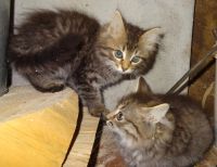 Лот: 17997991. Фото: 4. Котята. Красноярск