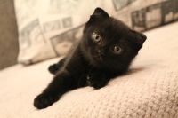 Лот: 4619835. Фото: 2. Шотландские котята. Животные и уход