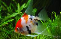 Лот: 17908359. Фото: 4. Скалярии (Pterophyllum scalare... Красноярск