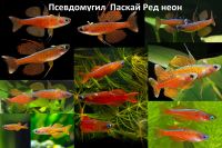 Лот: 25644388. Фото: 3. Псевдомугил Паскай ред неон синеглазка... Растения и животные
