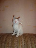 Лот: 6820643. Фото: 5. Котятки в дар