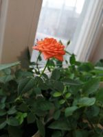 Лот: 17877500. Фото: 2. Розочка домашняя оранжевая. Комнатные растения и уход