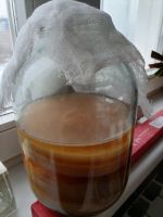 Лот: 19904969. Фото: 3. Чайный гриб. Красноярск