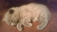 Лот: 4277236. Фото: 7. Британский котёнок 1 месяц девочка...