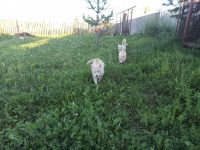 Лот: 17893510. Фото: 3. щенки хаски. Растения и животные