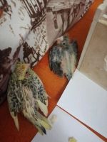 Лот: 14059846. Фото: 3. Попугаи Корелла, птенцы. Растения и животные
