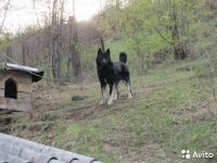 Лот: 11028943. Фото: 2. Лайка. Девочка. 1,5 месяца. Животные и уход