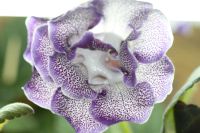 Лот: 3929727. Фото: 2. Глоксиния махровая цветет. Комнатные растения и уход