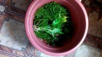 Лот: 9872722. Фото: 3. Водоросли с рубля. Растения и животные