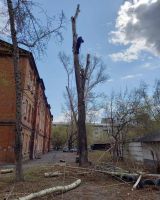 Лот: 19328840. Фото: 3. Спил и обрезка деревьев. Красноярск