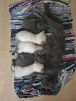 Лот: 19483786. Фото: 6. Очаровательные котята! 1 мальчик...