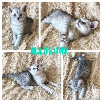 Лот: 11513275. Фото: 6. Шотландские котята, котятки прямоухие...