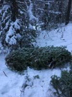 Лот: 12708573. Фото: 11. Живая новогодняя елка / ель...